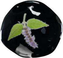 Patchouli